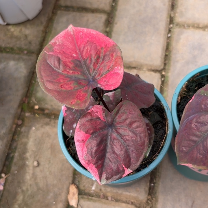 红魔泰国彩叶芋17-0824