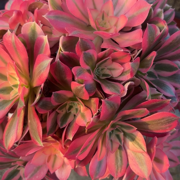 粉女巫多肉法师不包损32