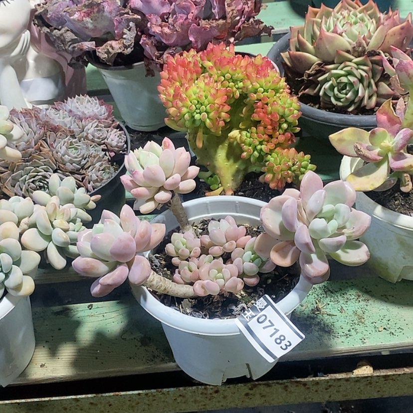 【闪购商品】花斑鹿07183