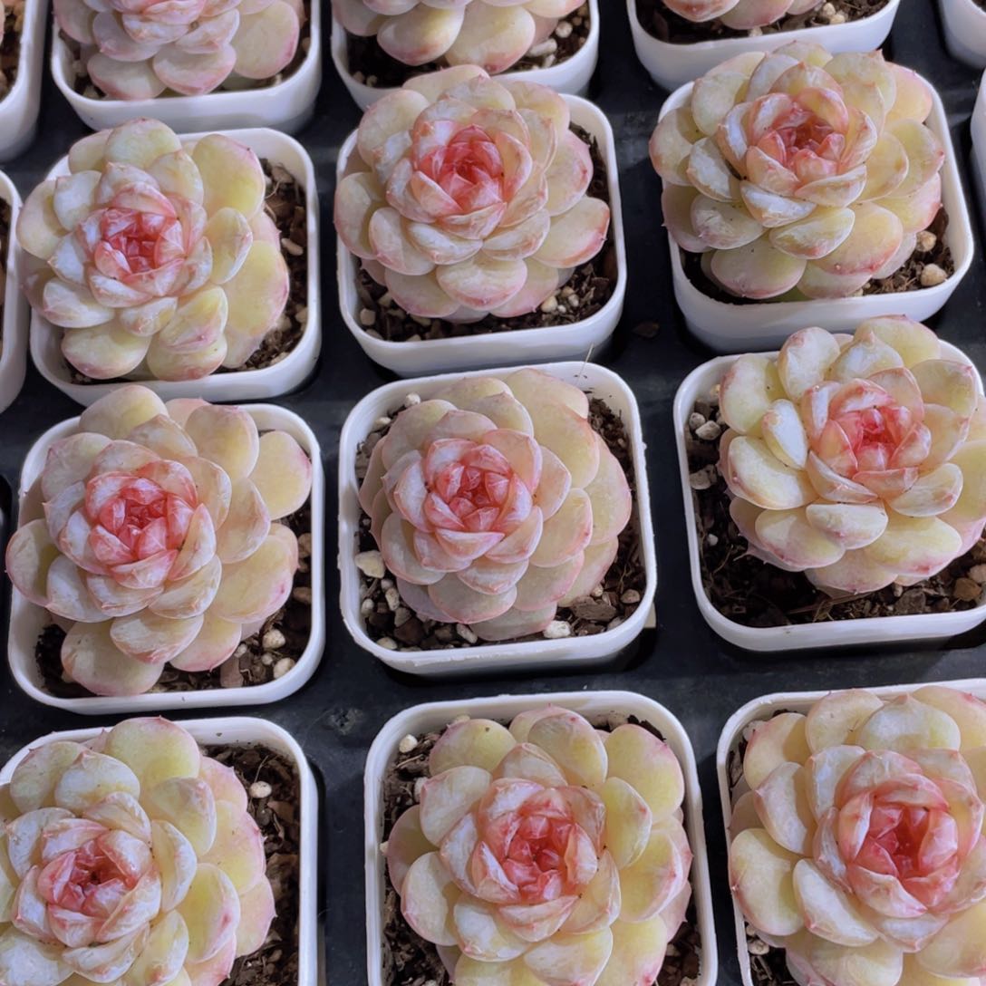 量拍 101号 荔枝冻珍妮单头一个