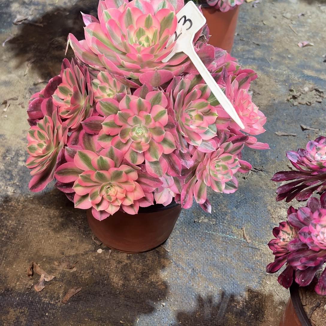 123多肉00000000000000