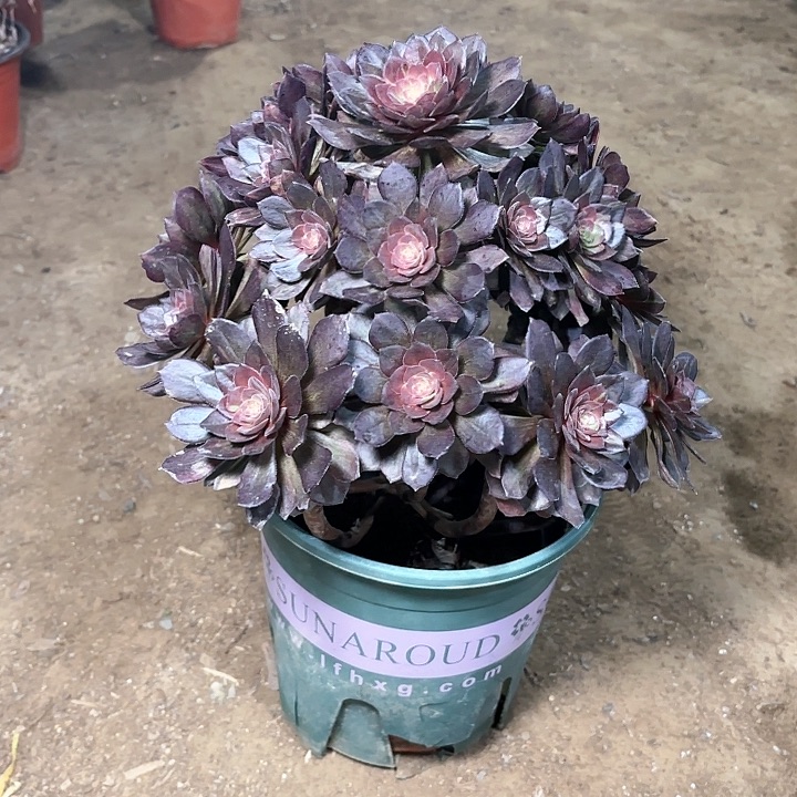 多肉植物法师万灰5