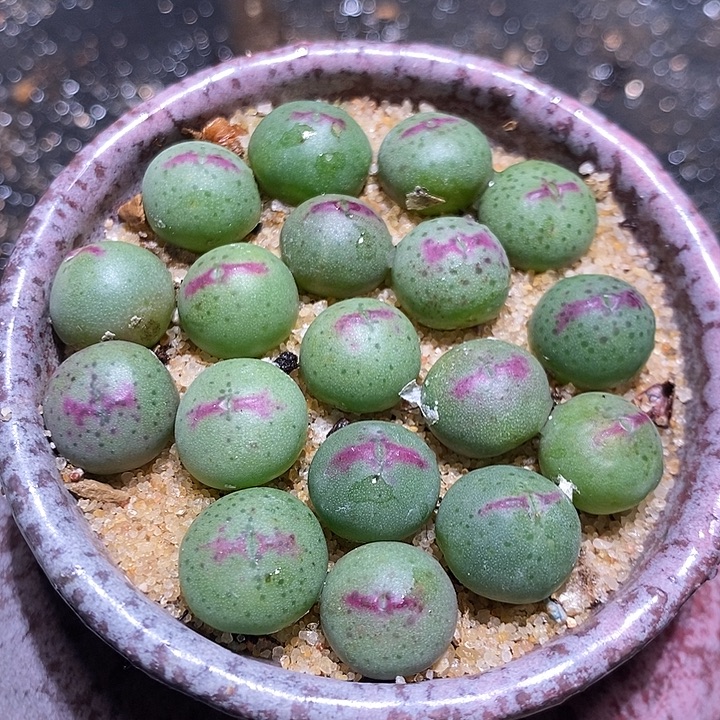 136皮卡丘一颗。     