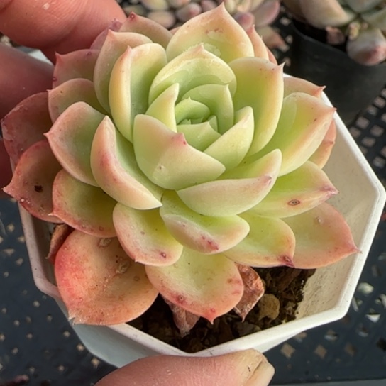 金****界298哈密瓜一物一拍多肉