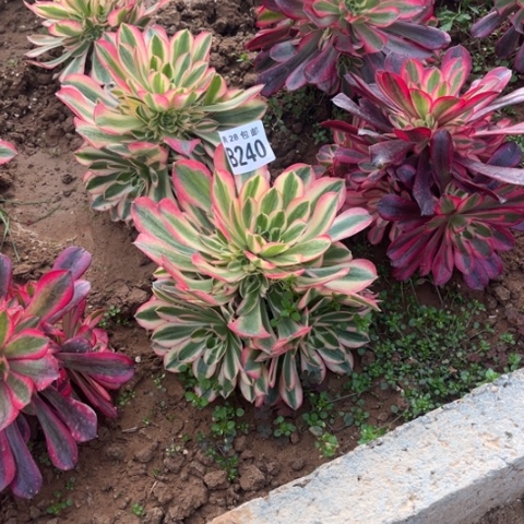 240女巫不包断枝