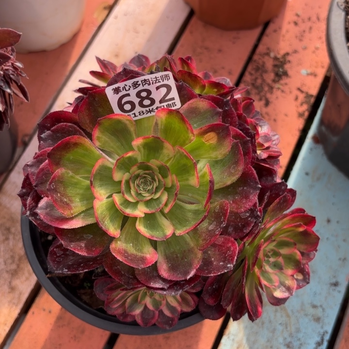 682云荷掌心多肉法师锦不包侧枝断枝的？