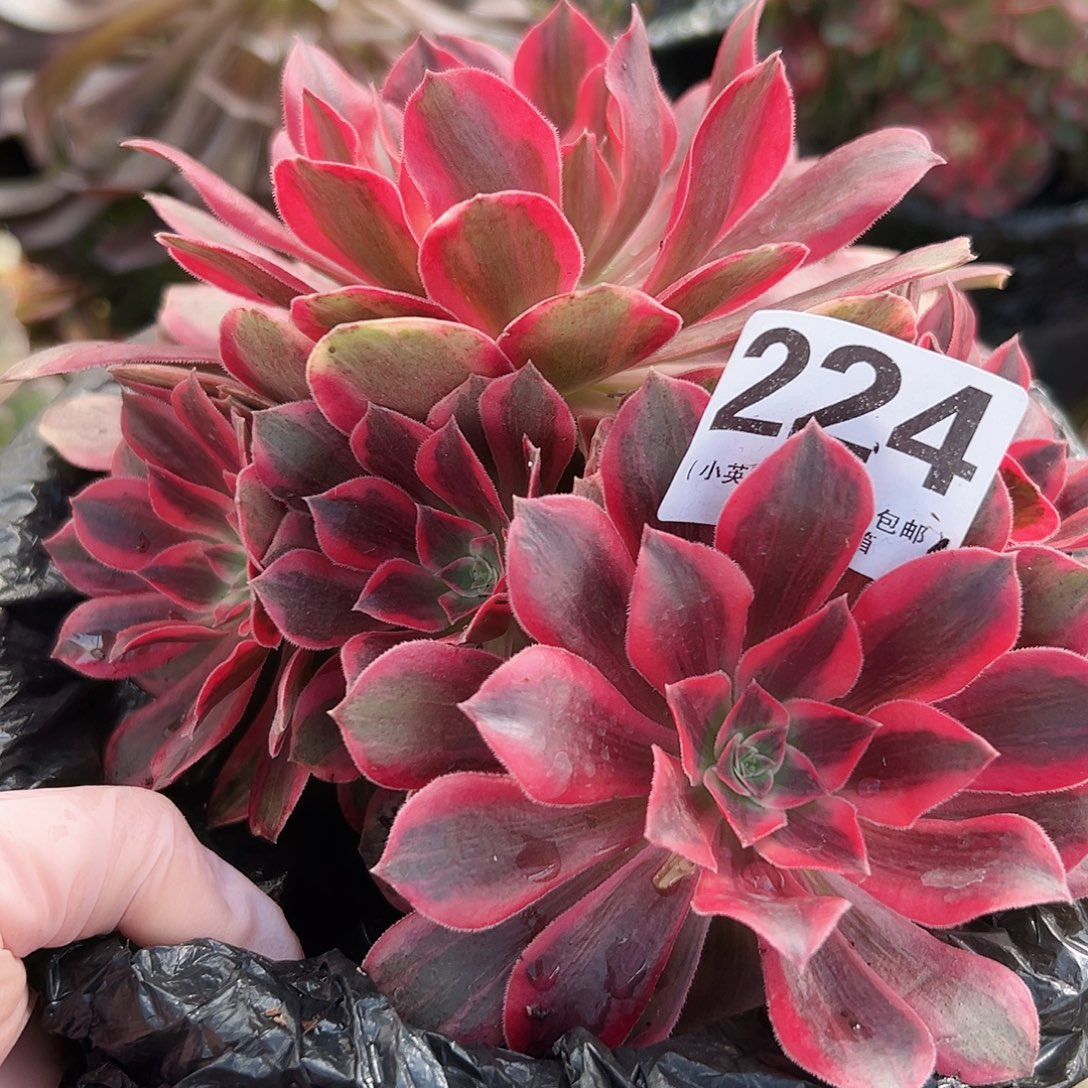 浣纱224多肉植物多肉植物