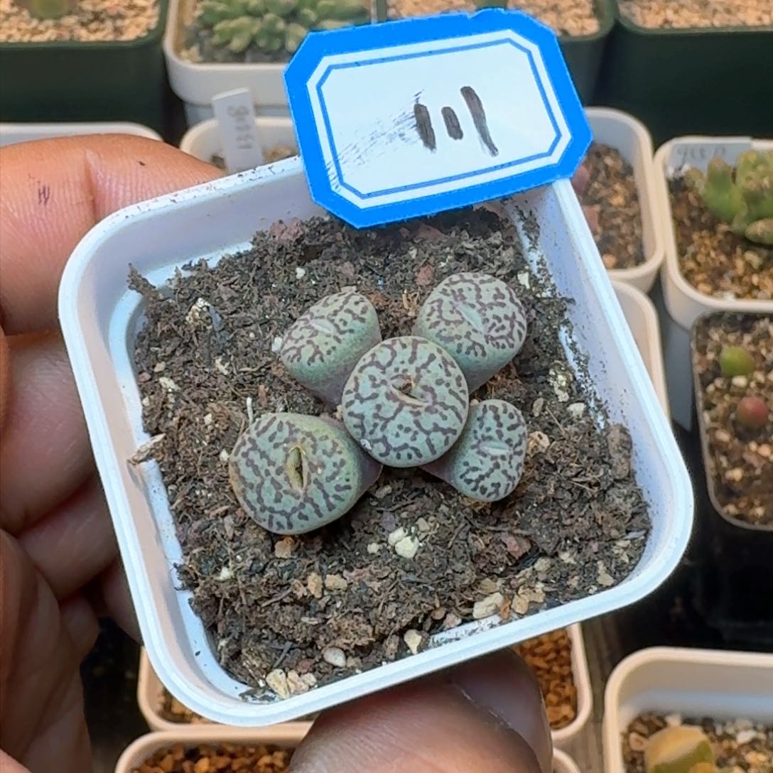 带盆发货原始墨。        