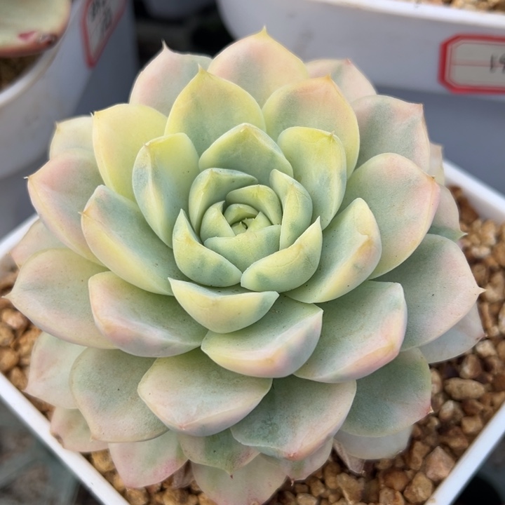 白月影锦一物一拍锦龙