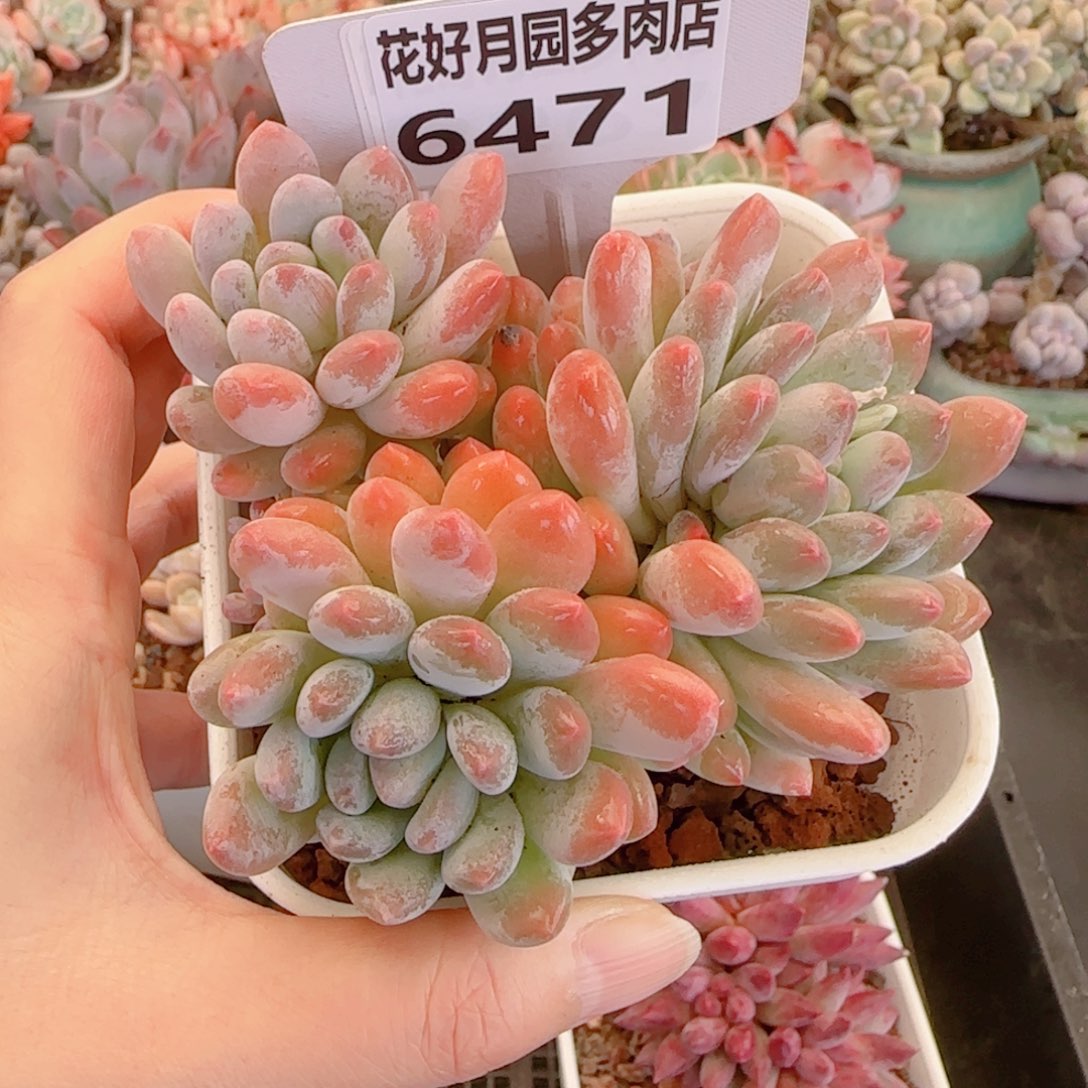 多肉植物6471…………