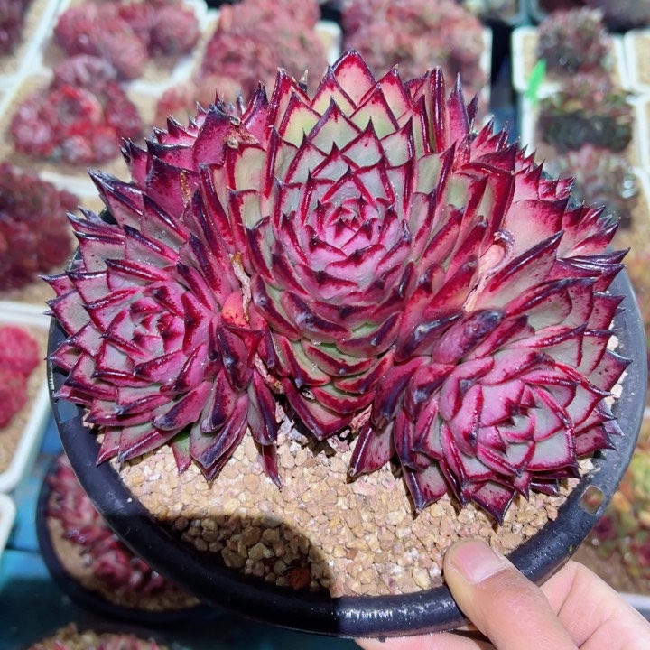 精品多肉植物老桩