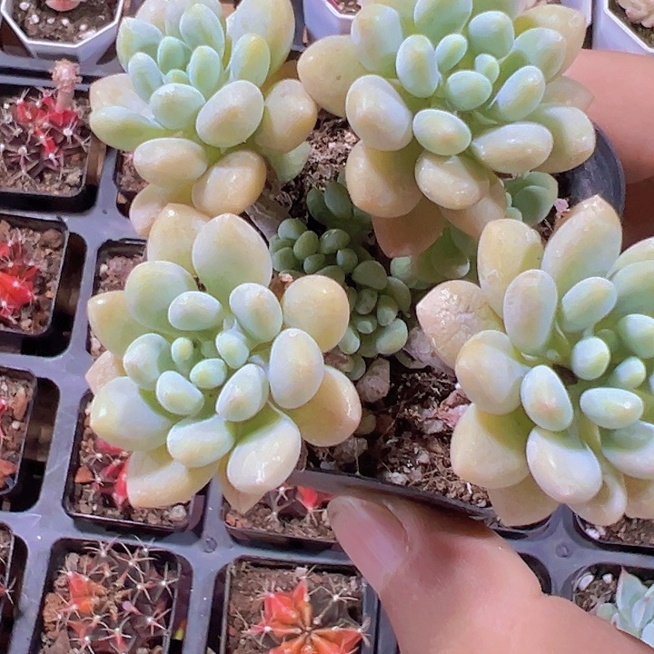 泡泡糖精品多肉植物