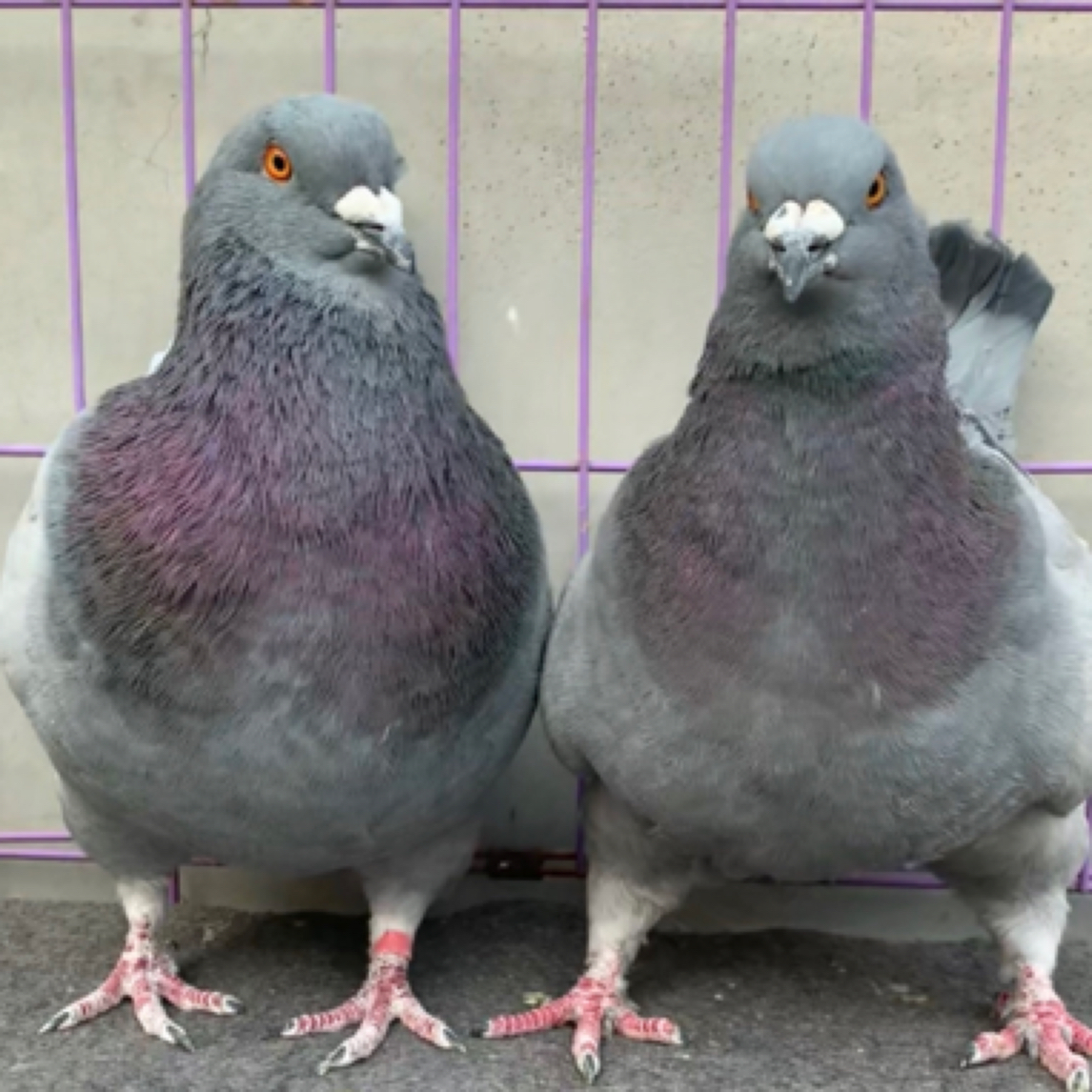 元宝鸽观赏种鸽大体肉鸽宠物鸽幼鸽鸽子笼