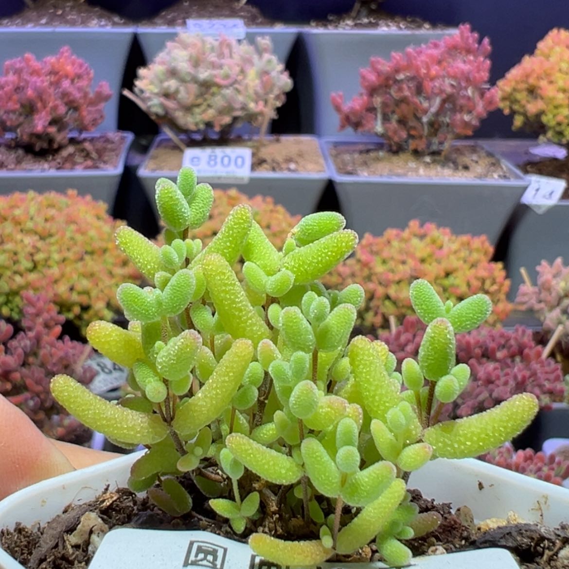 【闪购商品】e660小蜜橘枝干番杏