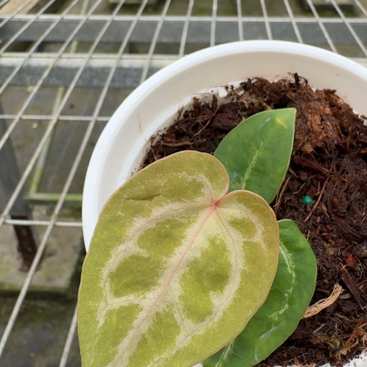 完全开放5号粉红3.0