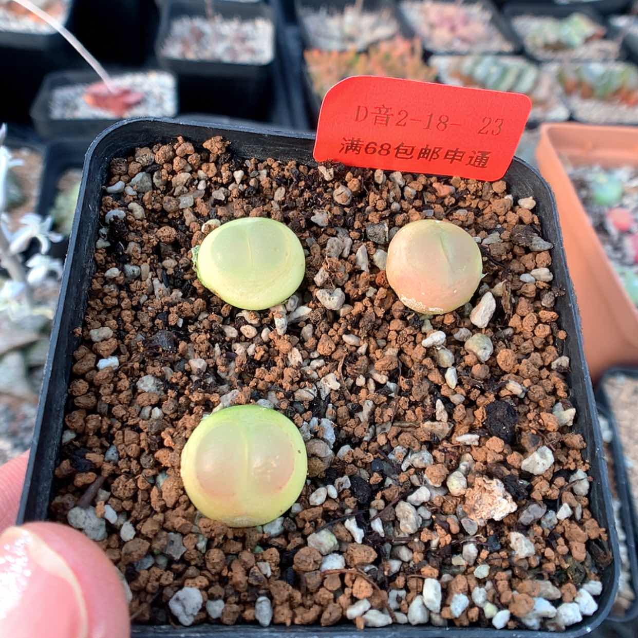 【闪购商品】2-18-23 不售后拉登 88