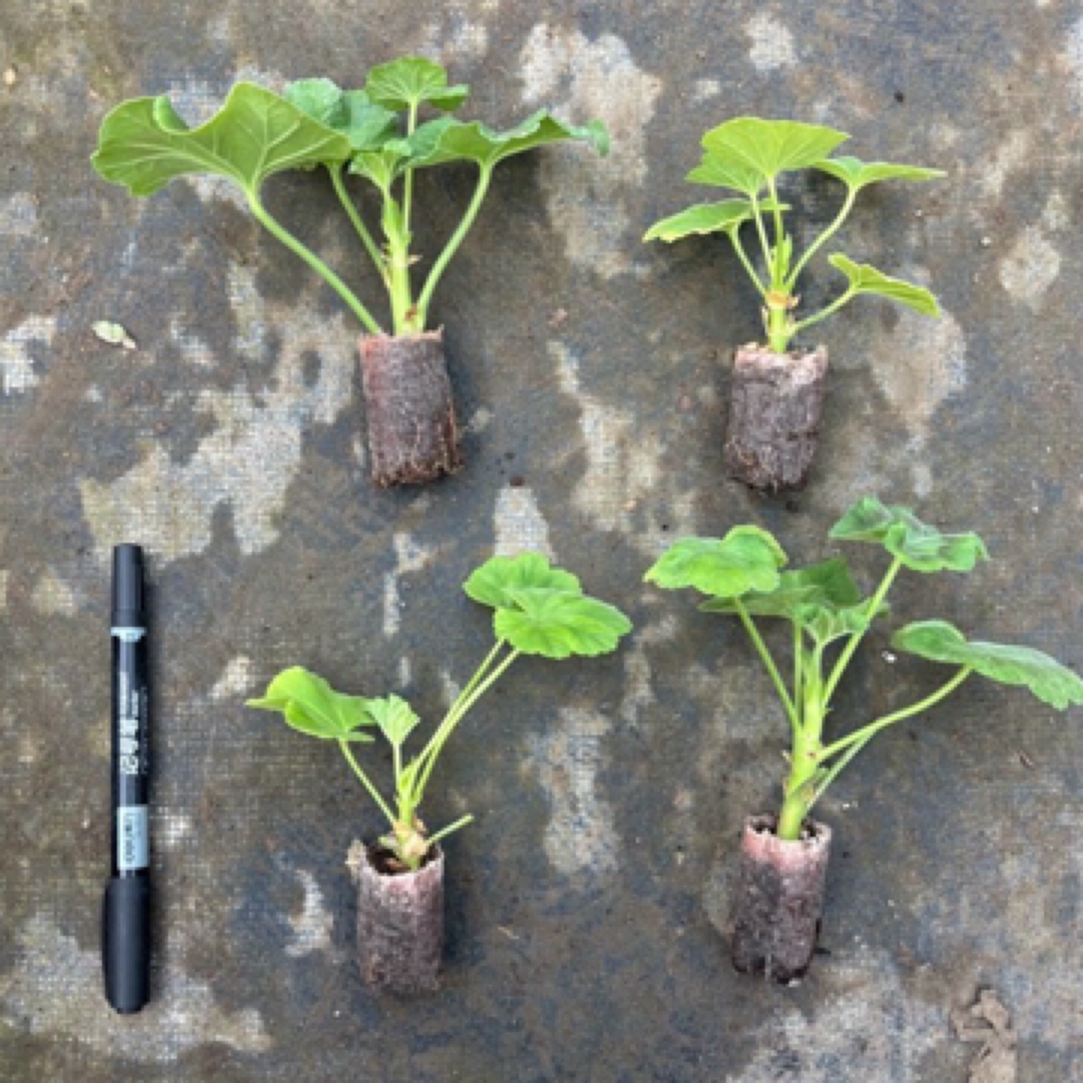 [花友拍套餐]（垂万岁+丘比特+星系）3颗小苗包对版