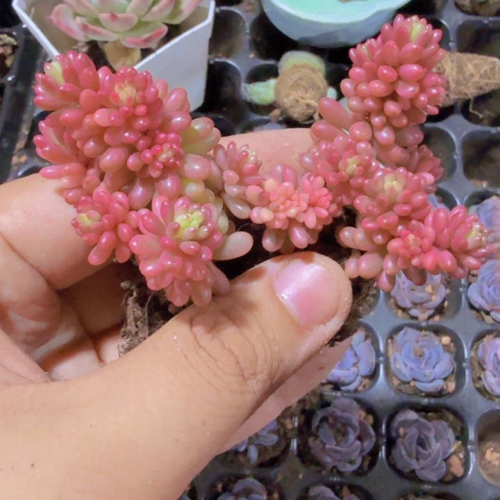 红色浆果锦王炸一颗