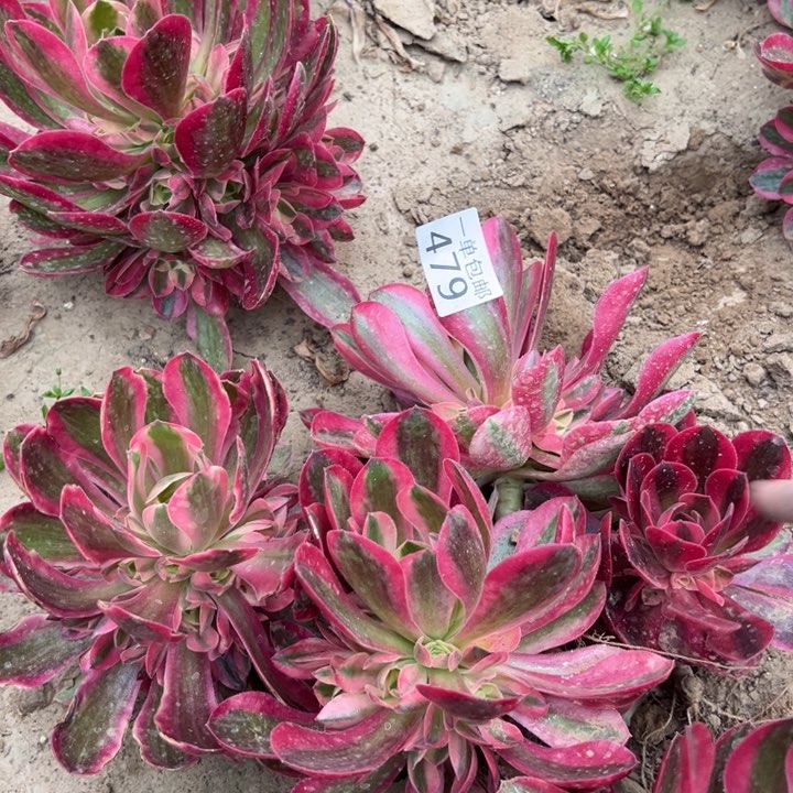 479粉女巫4颗东棚