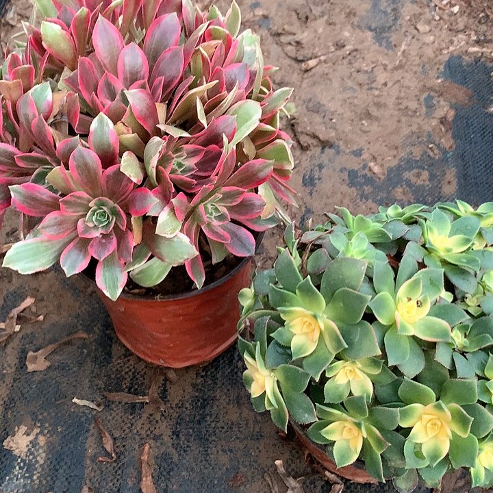 多肉植物幻纱组合45号