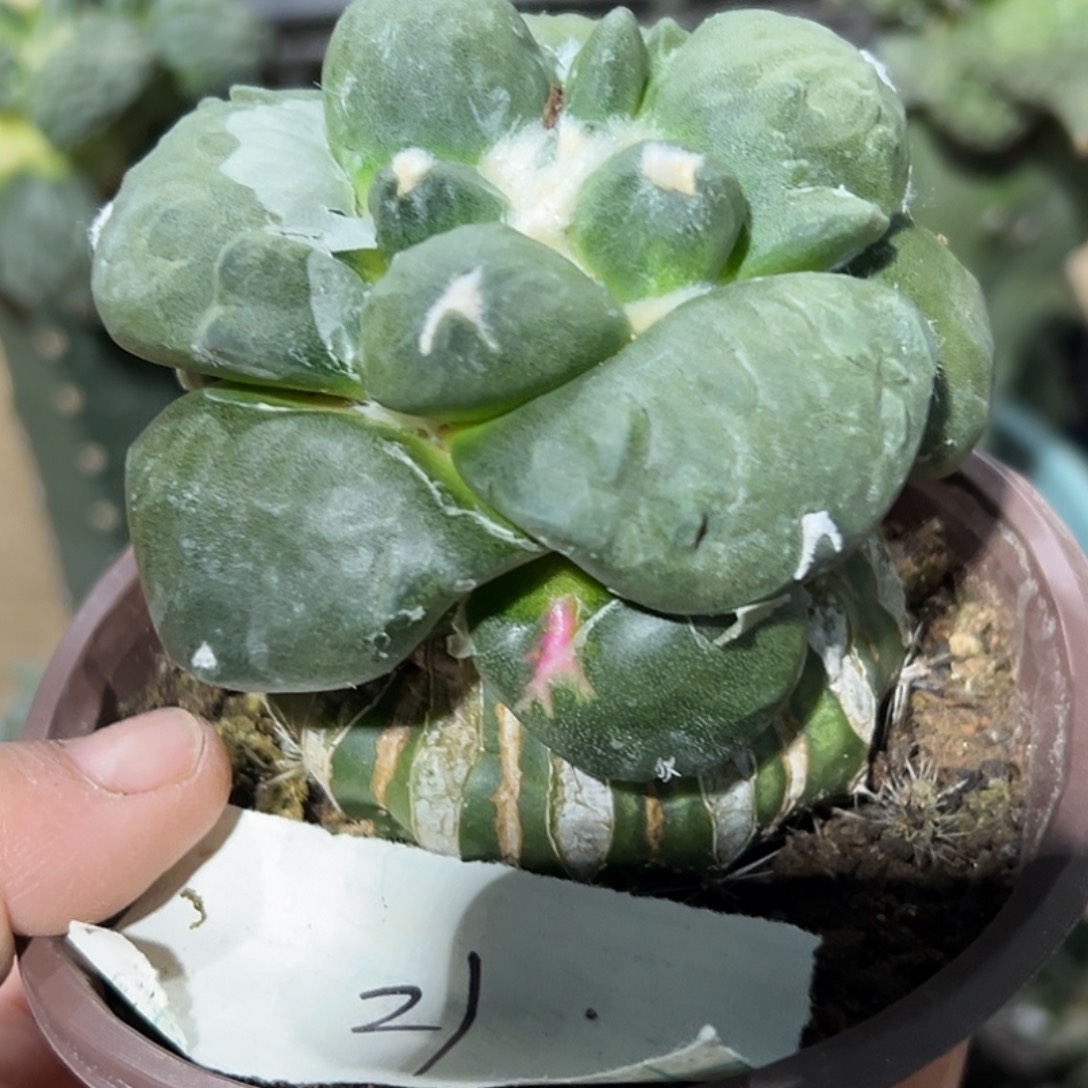 完全开放福利大尤蛋尤翻尤怒牡丹021