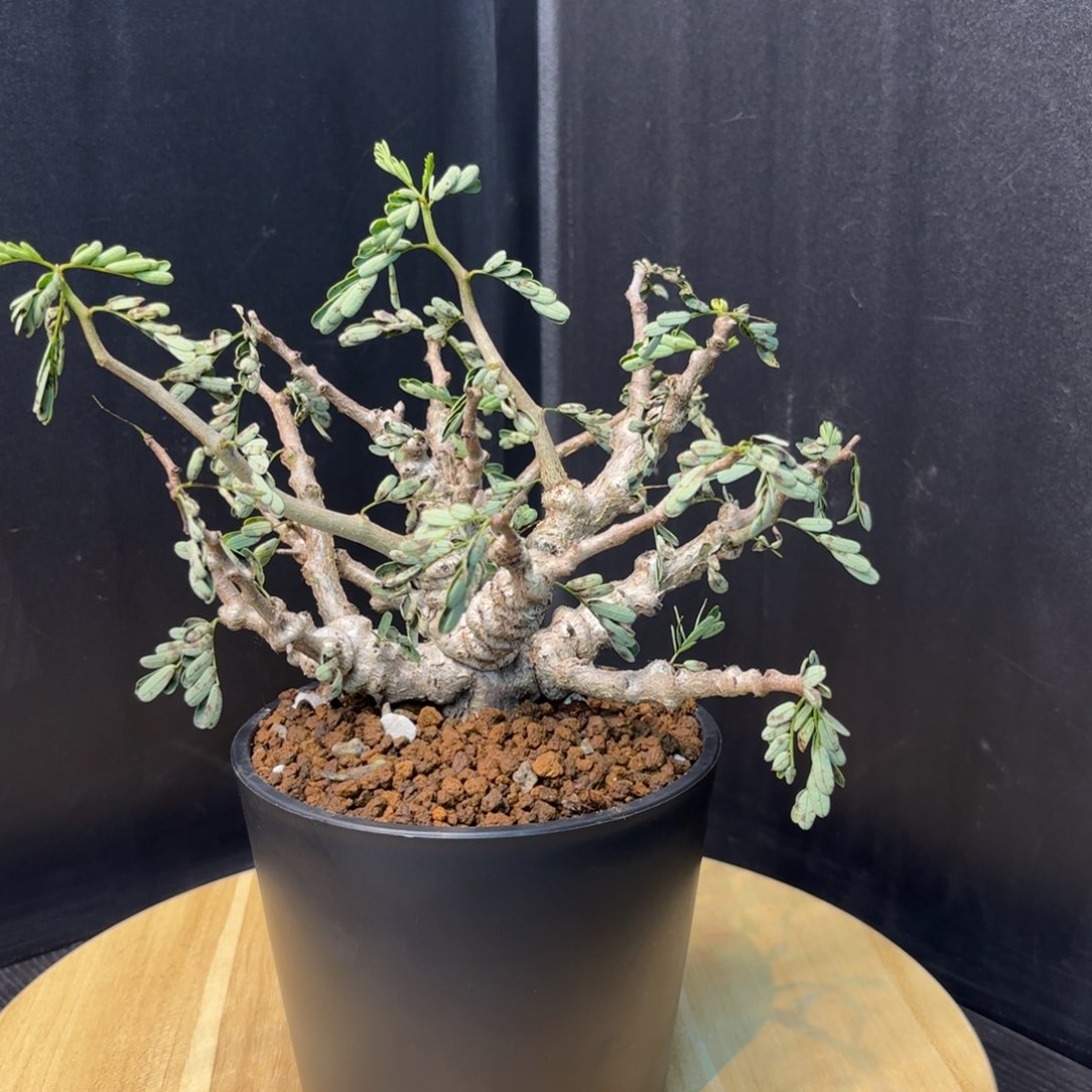 木  念珠苏木带盆土