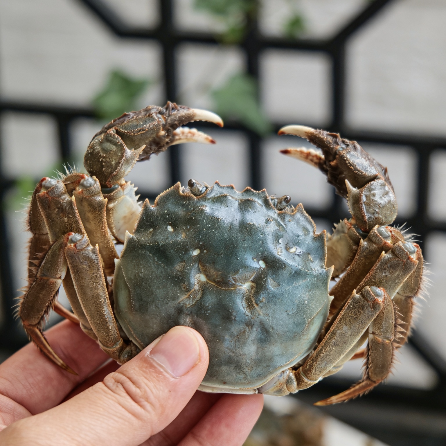 【活蟹】河蟹公2.1-2.4两×10只+母0.8-1两×10只共20只