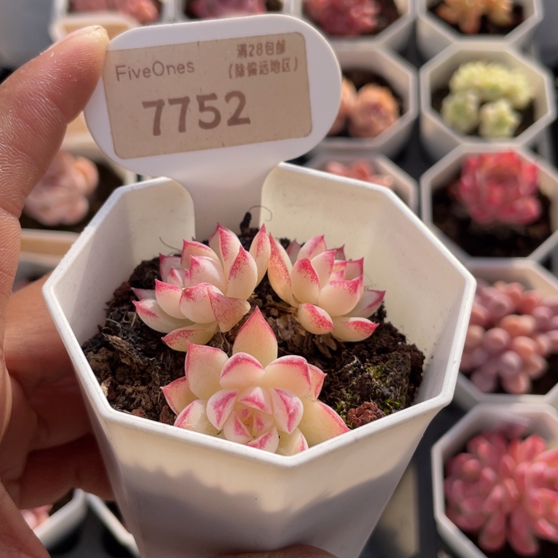 红边女王7752-5.0厘米