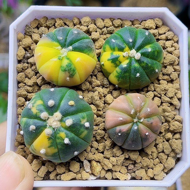 4颗糖果兜锦实生球2.1-2.8公分