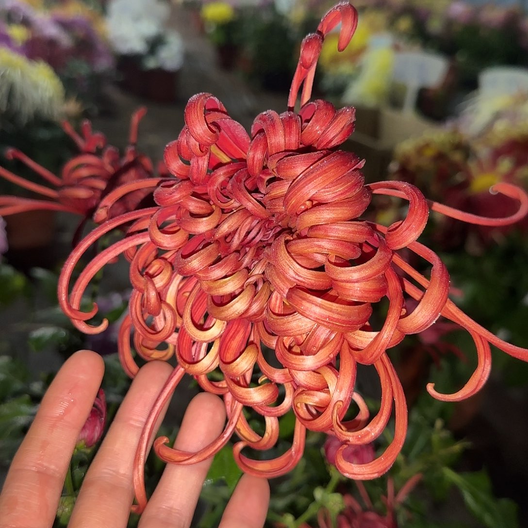 全部花朵烟霞红树一颗