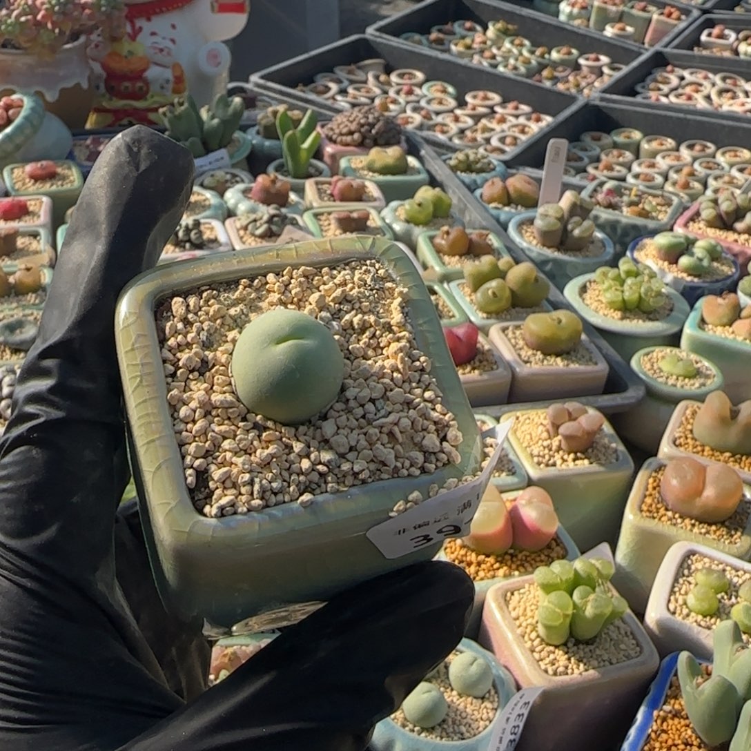 3976--一物一拍 带盆