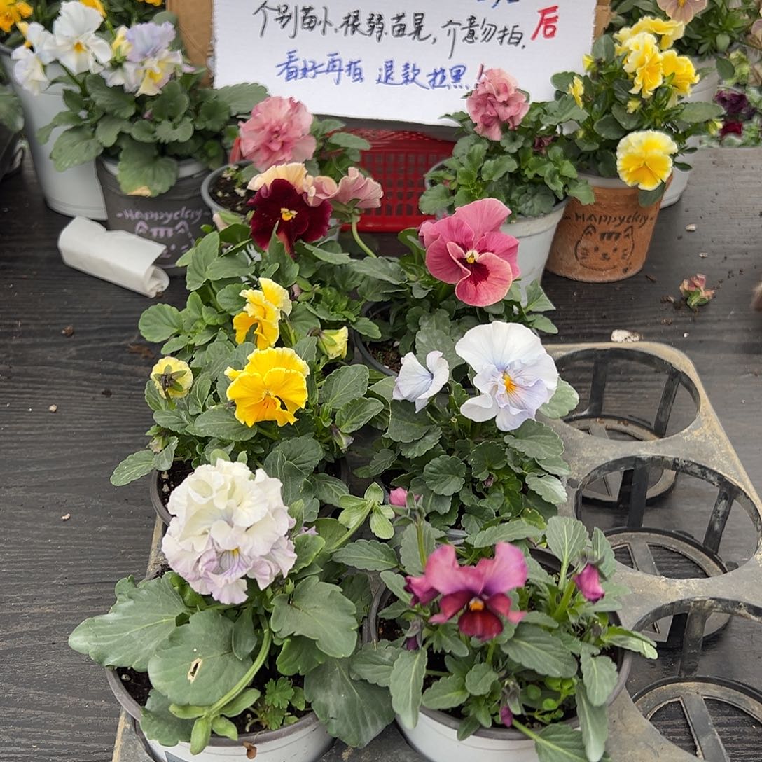 大部分花苞少量开放279号