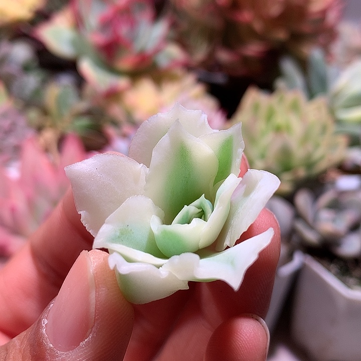 蓝丝绒锦腹轮锦侧芽