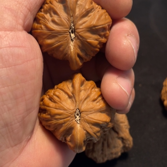 把件文玩核桃40铁锤妹妹