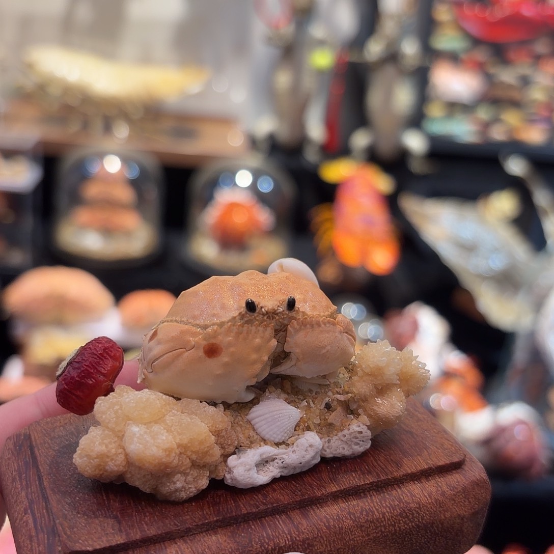 真实逍遥馒头标本