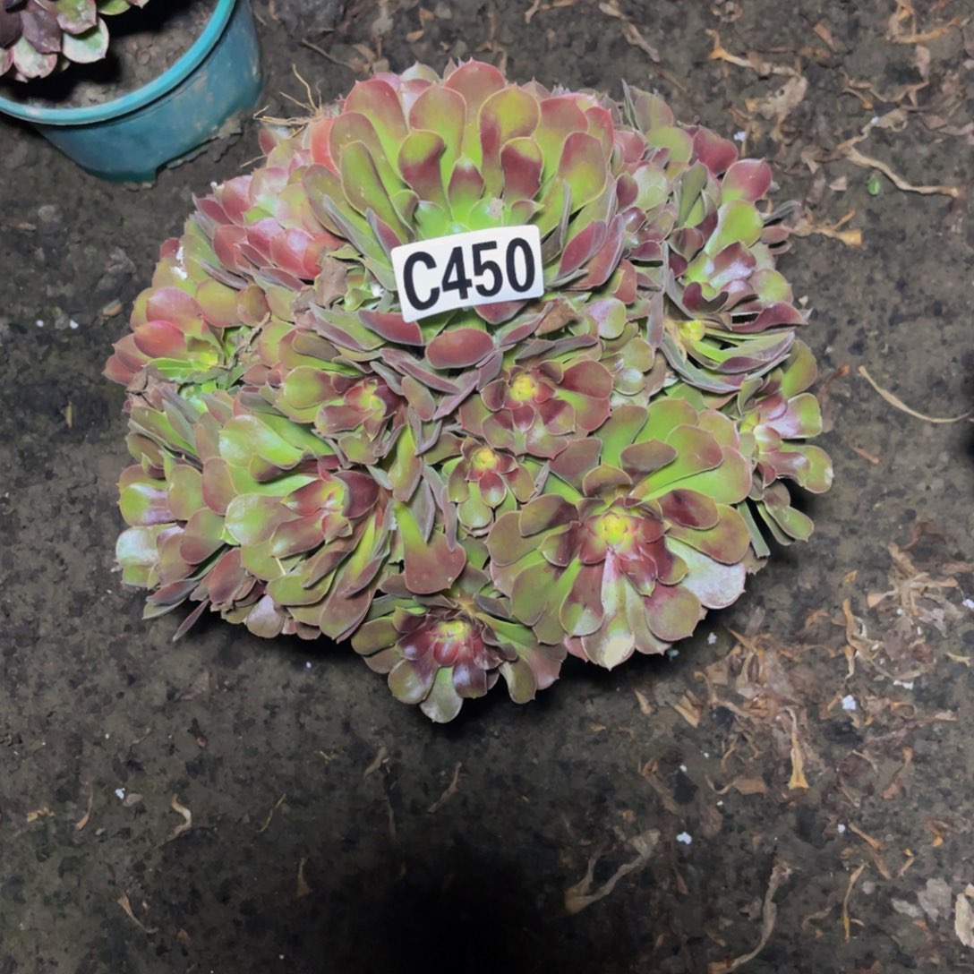 雅典娜高锦16–23包邮