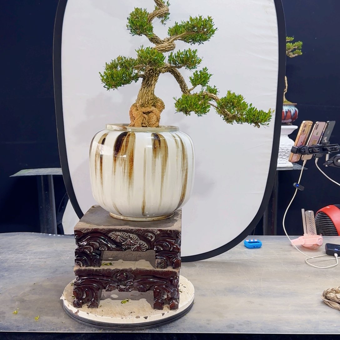 高端黄杨盆景艺术