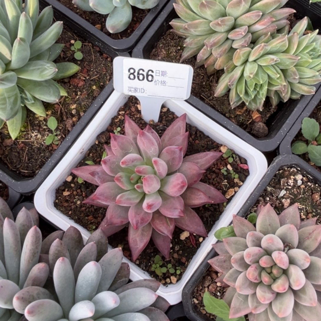 不***二黑鲨鱼多肉植物866