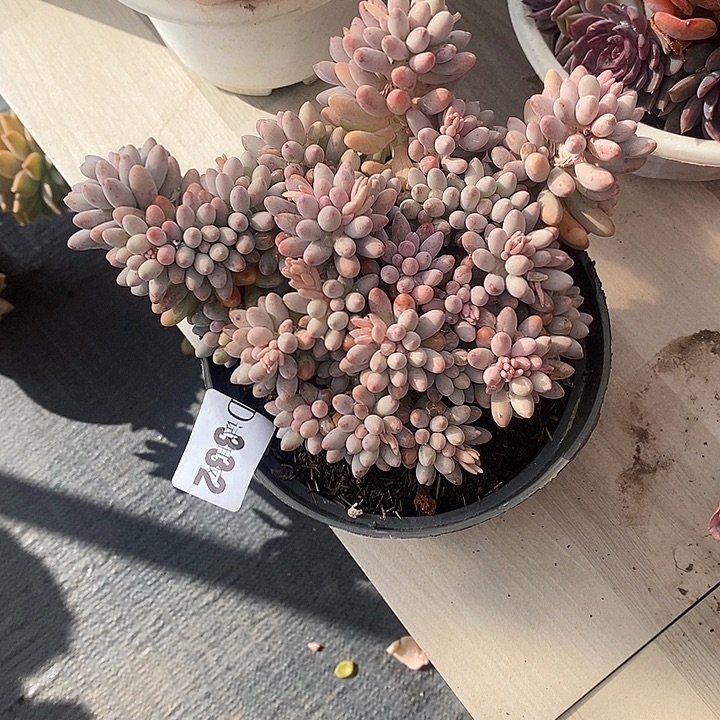 *****332婴儿手指多肉植物