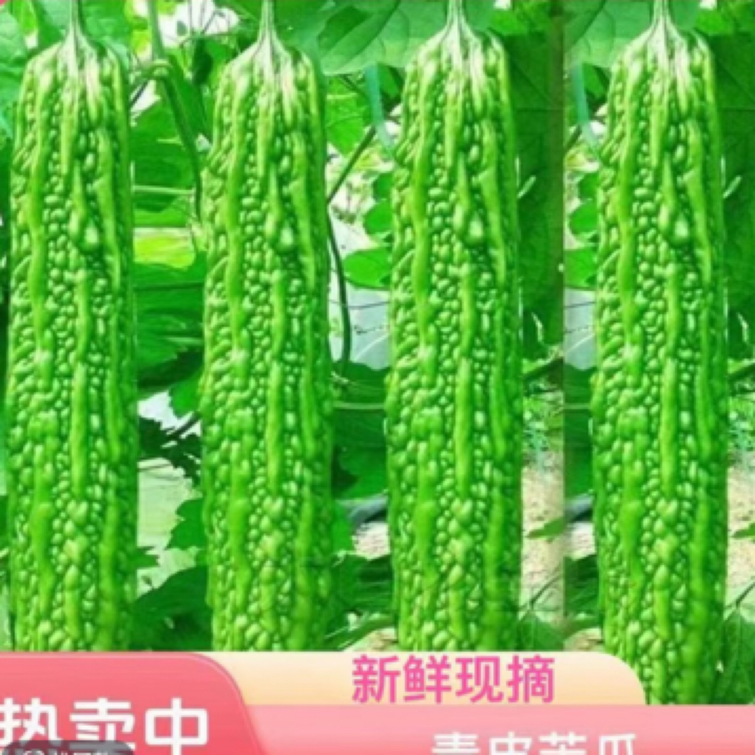 5斤苦瓜山东温室大棚苦瓜