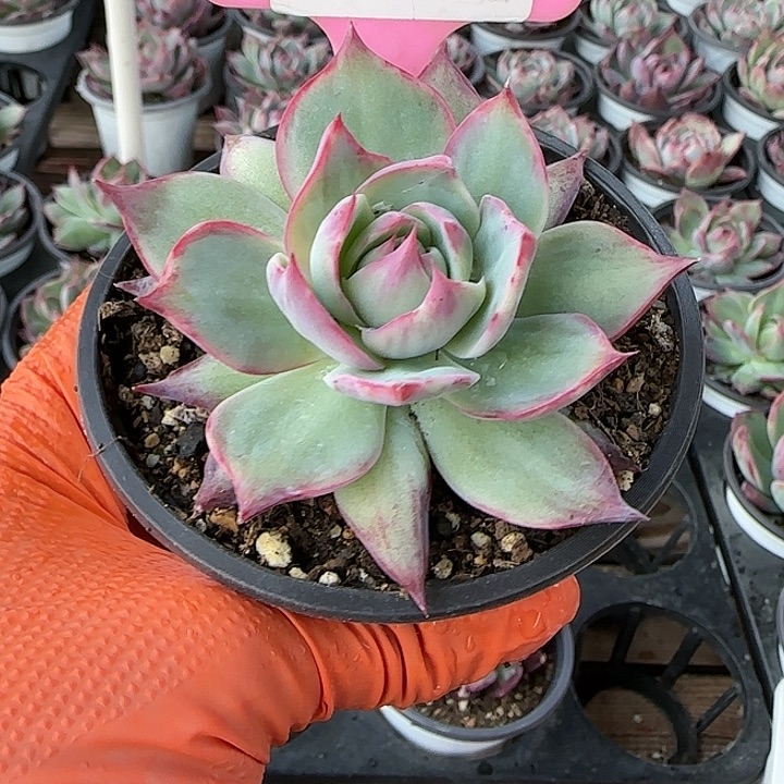 3 惊鸿仙子多肉植物6-9cm