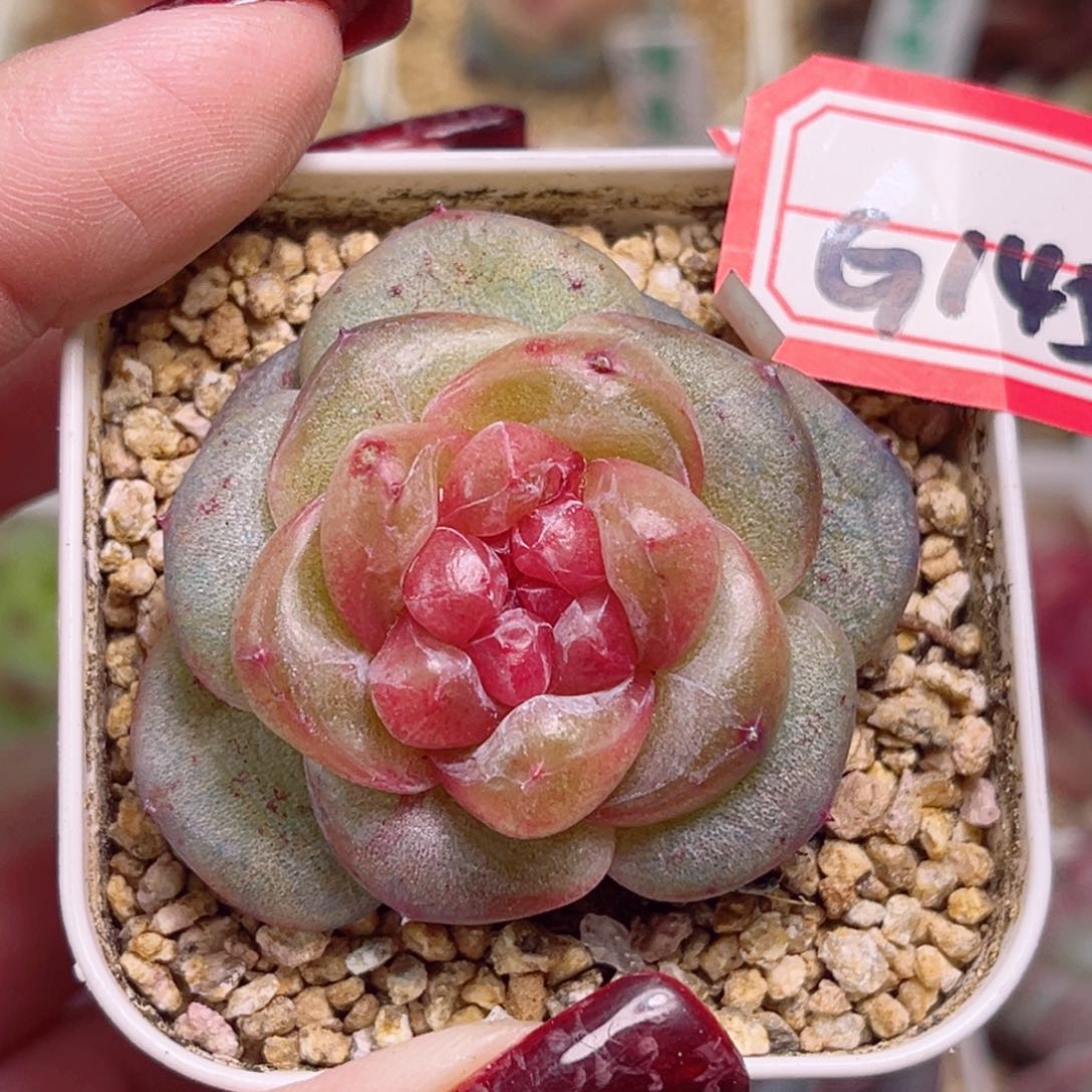 G145一物一拍 石榴