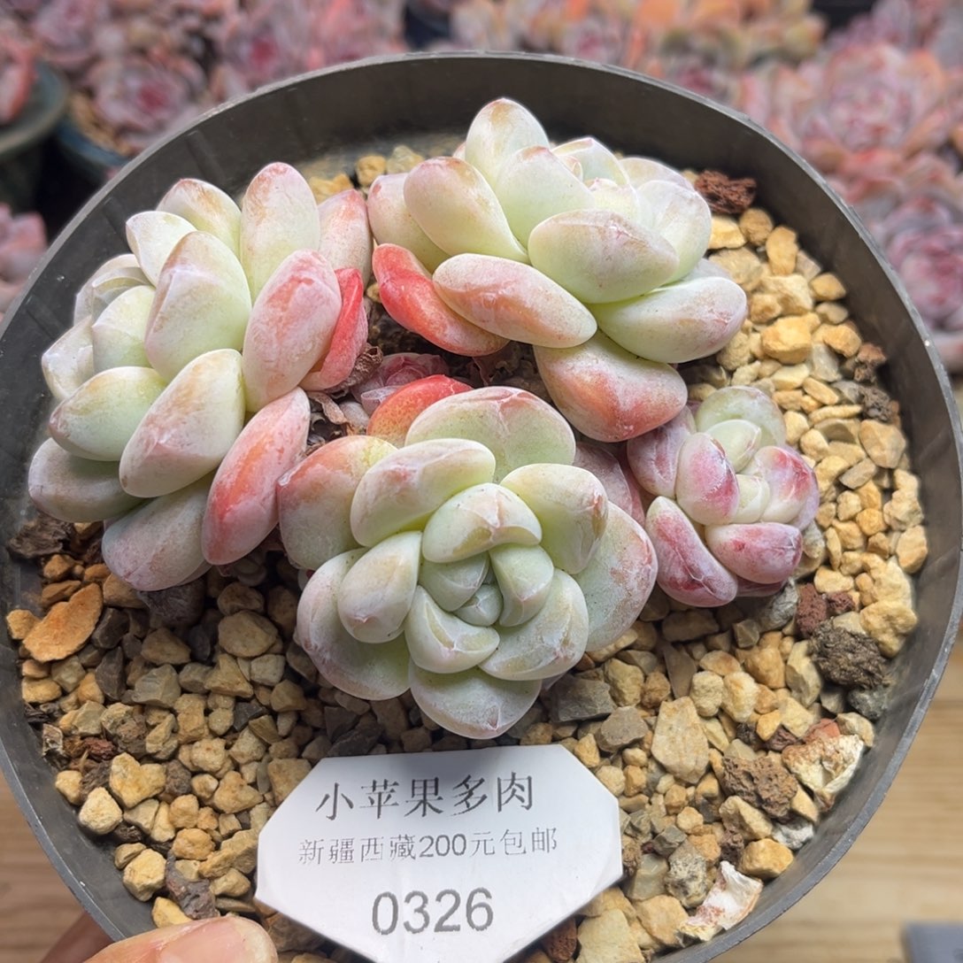 冰玉326/12cm4头多肉