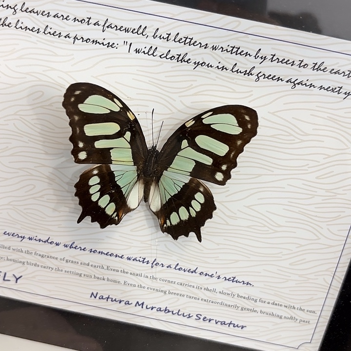 B***物蝴蝶标本定制854@