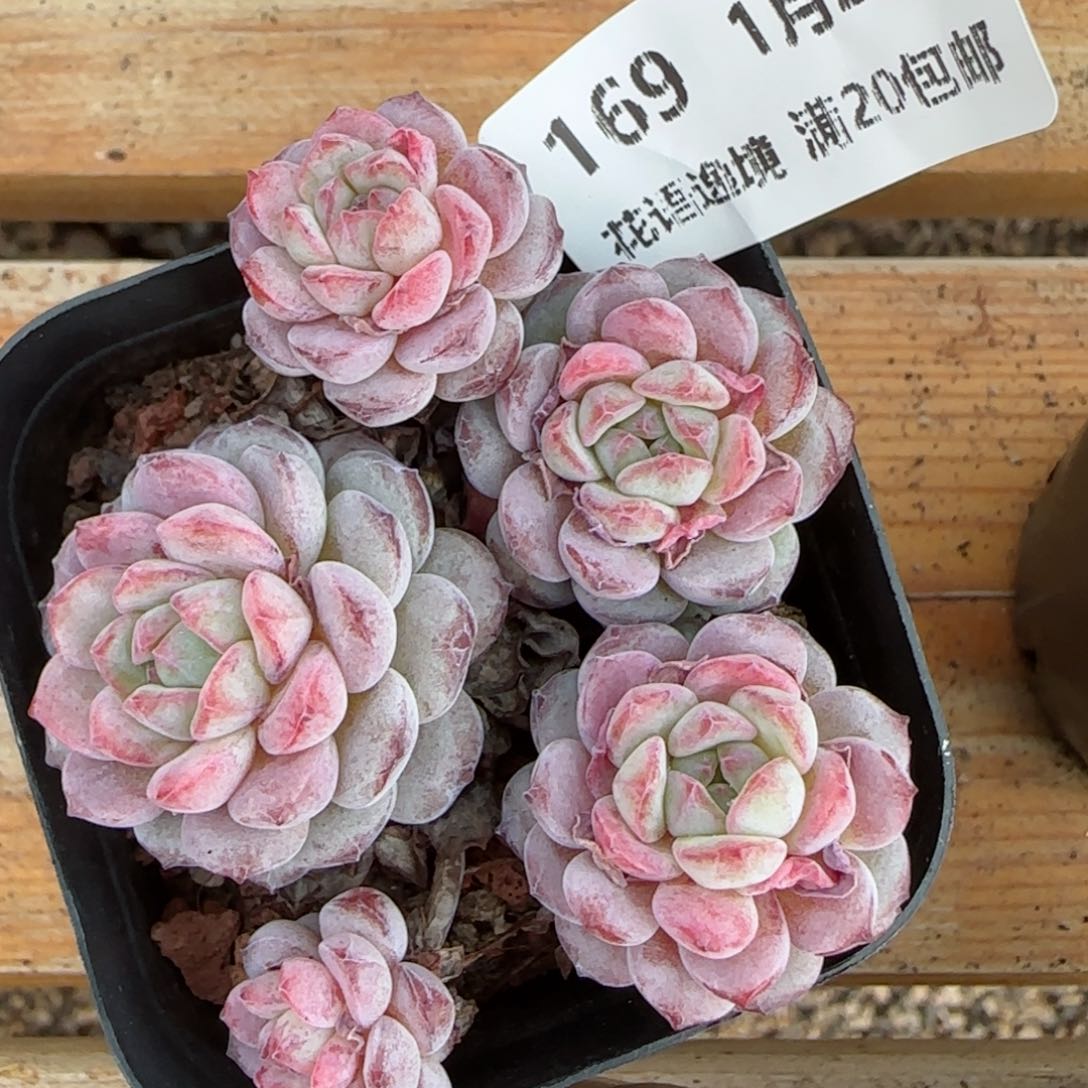 花语逸境0124-169点绛唇