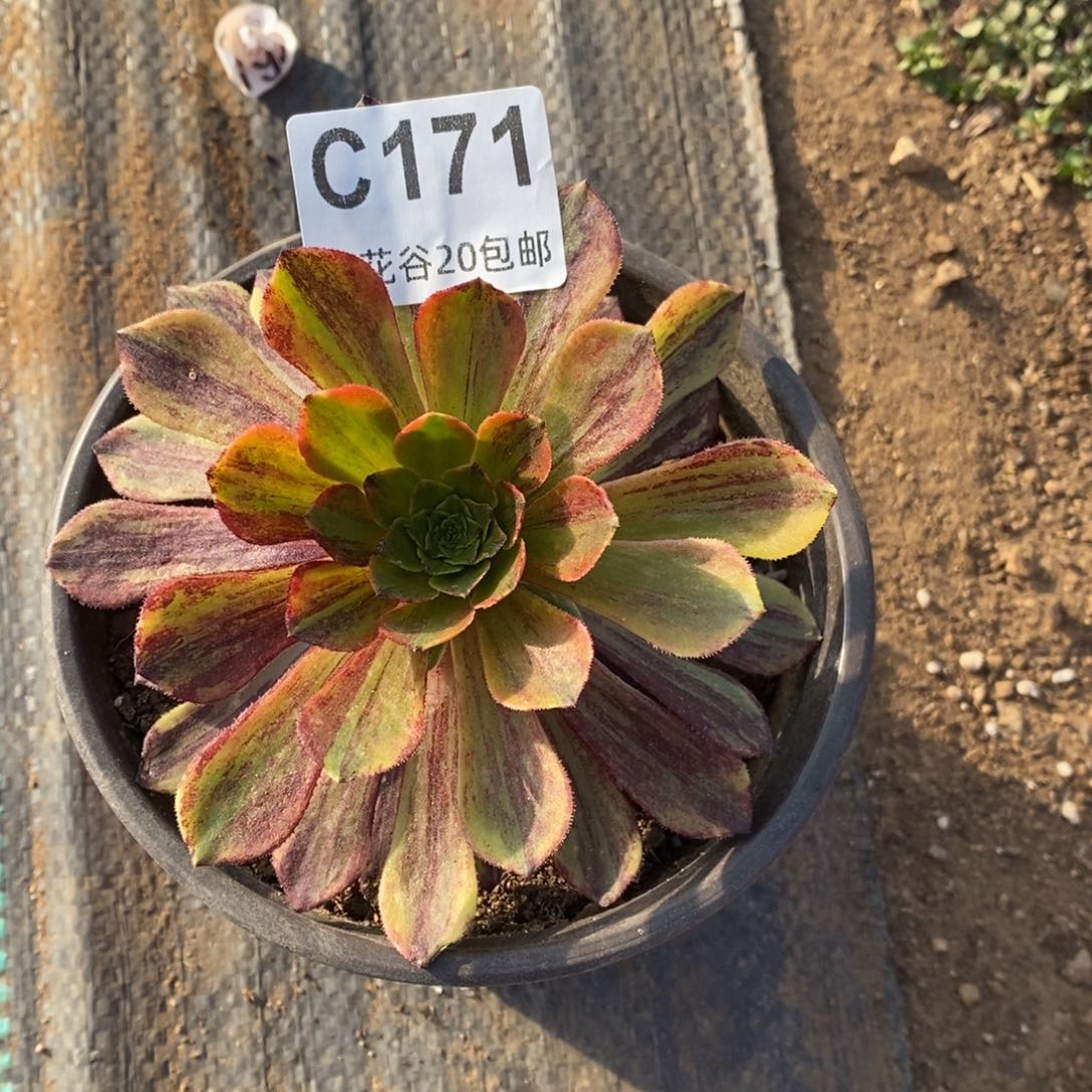 171莫兰迪多肉植物