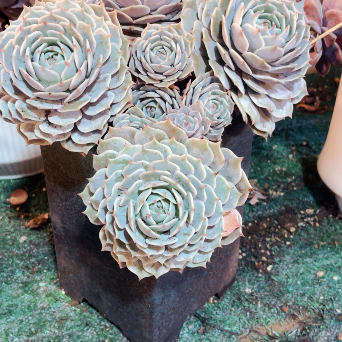 彪***胆带盆带土露娜莲老桩先寄养