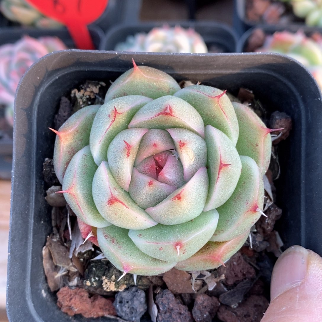 精品多肉一物一拍不包整107