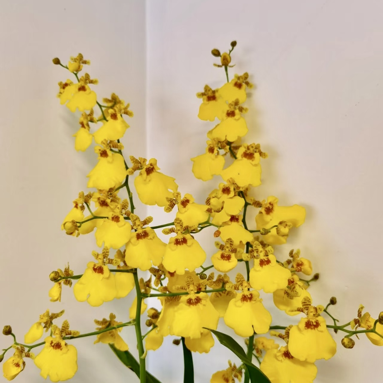 跳舞兰蜜糖 兰花苗室内外阳台绿植花卉盆栽易养护