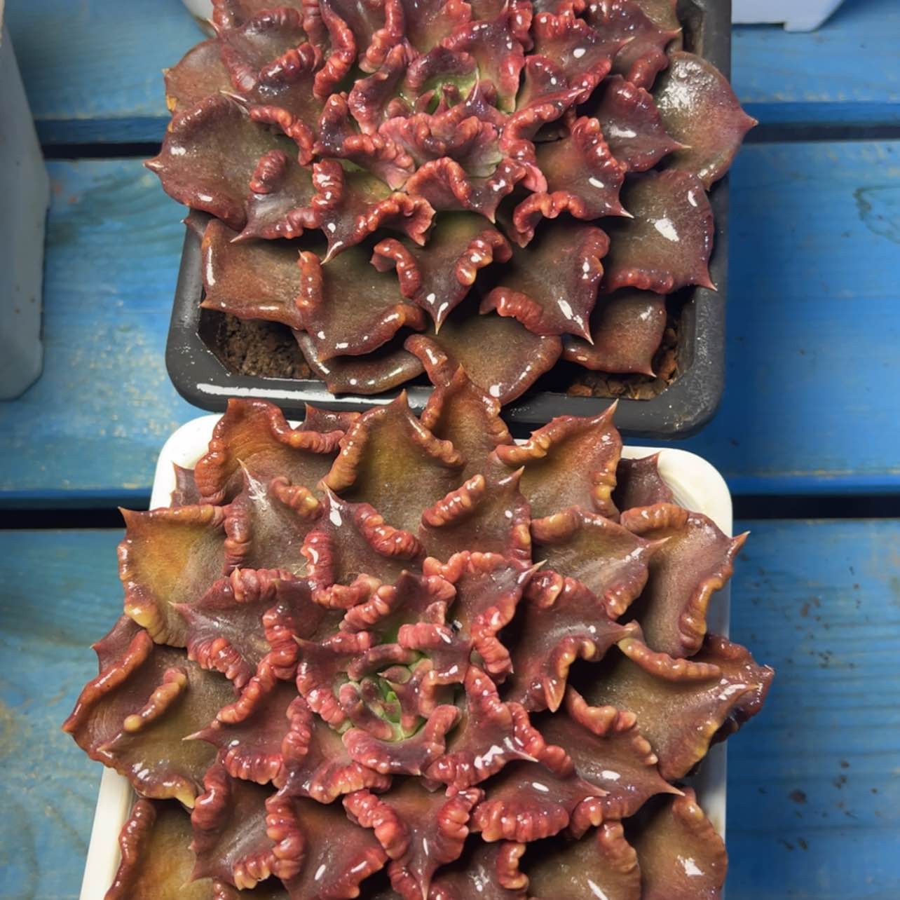 【闪购商品】黑色饺子皮12公分29.8